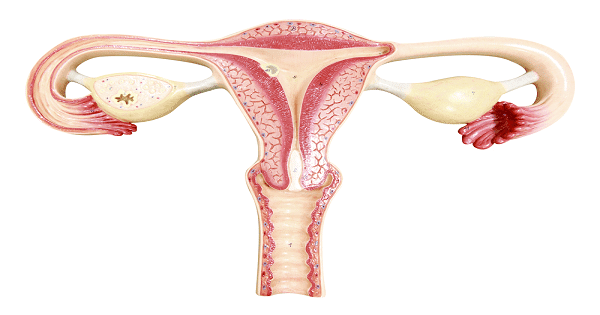 اعراض الحمل خارج الرحم في الشهر الأول بالتفصيل ماميتو