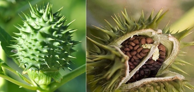 أهمية نبات الداتورة واستخداماته العلاجية للأمراض المختلفة ماميتو